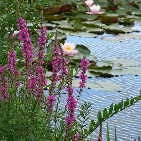 酒店 Kastanienallee