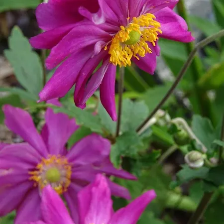 酒店 Kastanienallee 4*